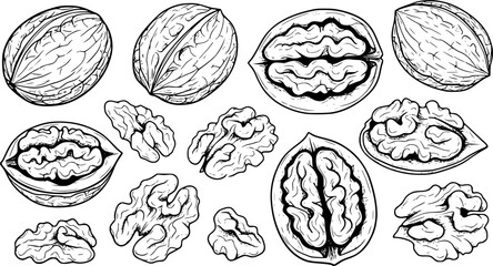 Obraz premium Collection of walnuts whole and halved a white background food ingredient 