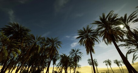 Obraz premium upward perspective through towering palm canopy, dramatic trunks and fronds against wide sky, immersive vertical composition for nature editorial and eco