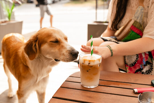 Curious Dog Sniffing Iced Coffee at an Outdoor Caf&eacute;