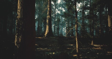 Deep misty woods with towering trunks, dense undergrowth and damp moss layers, mysterious hush filling ancient canopy and muted light creating suspenseful mood © icetray