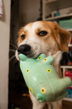 Dog Holding Favorite Toy