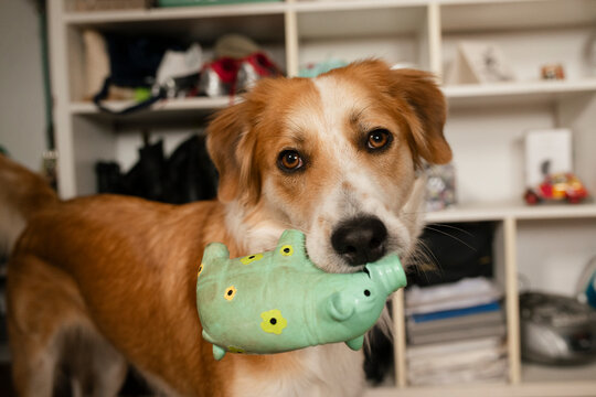 Dog Holding Favorite Toy