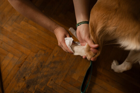 Close-Up of Woman Cleaning Her Dog&rsquo;s Paw with a Wet Wipe