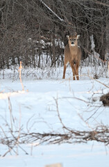 Obraz premium Deer in the Snow