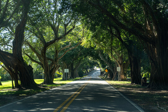 Cinematic Canopy: The Historic Banyan Tree Tunnel on Bridge Road, Hobe Sound, Florida
