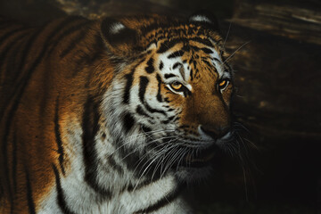 Obraz premium Siberian tiger (Panthera tigris altaica) detail portrait