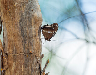 Common Crow Butterfly Resting on a Tree