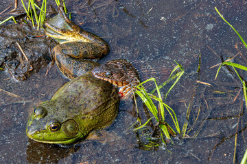 water snake nerodia sipedon sipedon predating on bull frog in the mud closeup