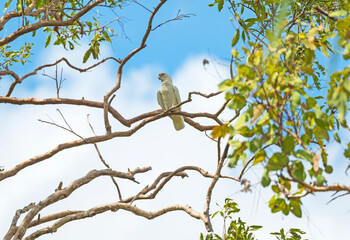 Little Corella Perching in a Tree