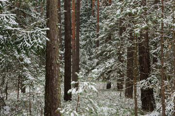 Wysoki las sosnowy w zimowy dzień. Małe świerki rosną między wysokimi pniami. Ziemia i gałęzie świerków pokryte są warstwą śniegu. © boguslavus