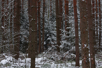 Wysoki las sosnowy w zimowy dzień. Małe świerki rosną między wysokimi pniami. Ziemia i gałęzie świerków pokryte są warstwą śniegu. © boguslavus