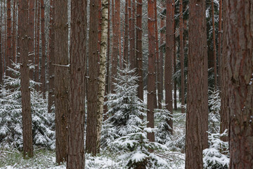 Wysoki las sosnowy w zimowy dzień. Małe świerki rosną między wysokimi pniami. Ziemia i gałęzie świerków pokryte są warstwą śniegu. © boguslavus