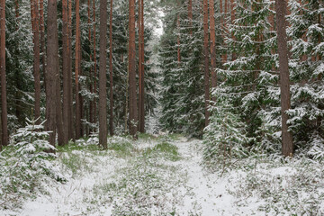 Wysoki las sosnowy w zimowy dzień. Małe świerki rosną między wysokimi pniami. Ziemia i gałęzie świerków pokryte są warstwą śniegu. © boguslavus