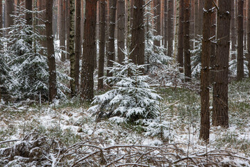 Wysoki, sosnowy las w zimowy dzień. Pomiędzy wysokimi pniami rosną małe świerki. Ziemia i gałęzie świerków pokryte są warstwą śniegu. © boguslavus