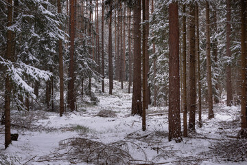 Wysoki, sosnowy las w zimowy dzień. Pomiędzy wysokimi pniami rosną małe świerki. Ziemia i gałęzie świerków pokryte są warstwą śniegu. © boguslavus