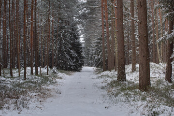 Wysoki, sosnowy las w zimowy dzień. Między drzewami jest leśna, nieutwardzona droga. Gałęzie, drzew, ziemia i powierzchnia drogi pokryte są grubą warstwą śniegu. © boguslavus