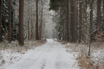 Wysoki, sosnowy las w zimowy dzień. Między drzewami jest leśna, nieutwardzona droga. Gałęzie, drzew, ziemia i powierzchnia drogi pokryte są grubą warstwą śniegu. © boguslavus