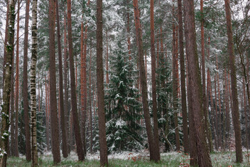 Wysoki, sosnowy las w zimowy dzień. Pomiędzy wysokimi pniami rosną małe świerki. Ziemia i gałęzie świerków pokryte są warstwą śniegu. © boguslavus