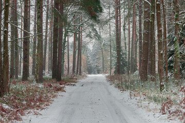 Wysoki, sosnowy las w zimowy dzień. Między drzewami jest leśna, nieutwardzona droga. Gałęzie, drzew, ziemia i powierzchnia drogi pokryte są grubą warstwą śniegu. © boguslavus