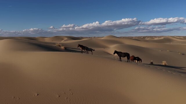 Wild horses wandering across the vast desert sand dunes, Mangystau, Kazakhstan