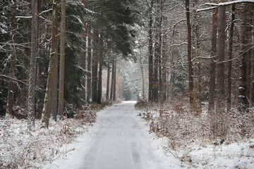 Wysoki, sosnowy las w zimowy dzień. Między drzewami jest leśna, nieutwardzona droga. Gałęzie, drzew, ziemia i powierzchnia drogi pokryte są grubą warstwą śniegu. © boguslavus