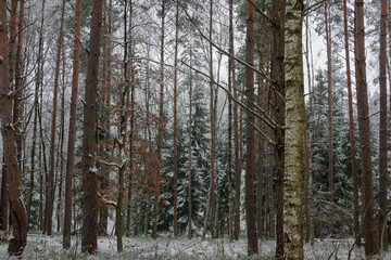 Wysoki, sosnowy las w zimowy dzień. Pomiędzy wysokimi pniami rosną małe świerki. Ziemia i gałęzie świerków pokryte są warstwą śniegu. © boguslavus