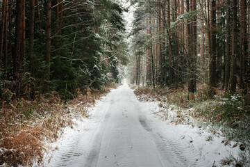 Wysoki, sosnowy las w zimowy dzień. Między drzewami jest leśna, nieutwardzona droga. Gałęzie, drzew, ziemia i powierzchnia drogi pokryte są grubą warstwą śniegu. © boguslavus