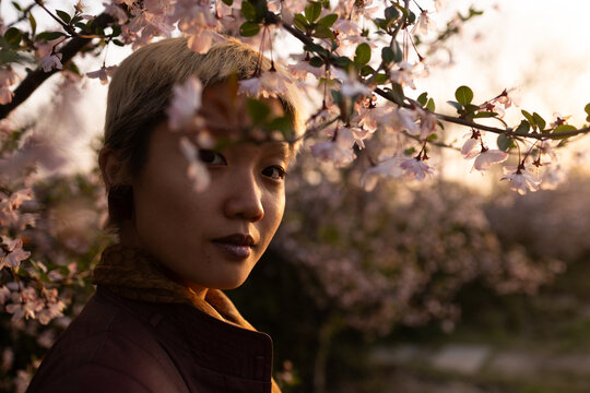 Blossoms and Golden Light