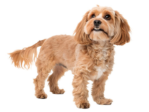 a cavoodle dog standing on a white background