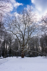 Park w zimowy dzień. Ziemia, alejki, drzewa i ławki pokryte są warstwą śniegu. © boguslavus