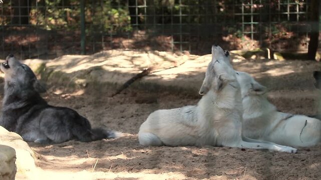 Des loups hurlent en groupe