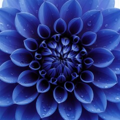 Macro top view of a vibrant blue dahlia with water droplets and symmetrical petal formation