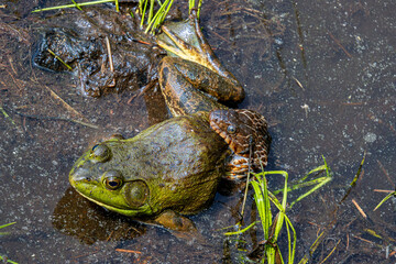water snake nerodia sipedon sipedon predating on bull frog in the mud closeup