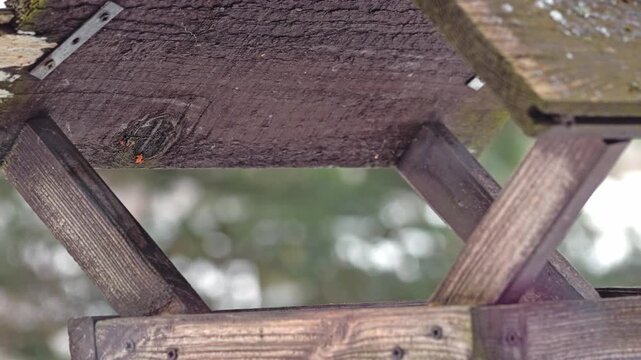 Eurasian nuthatch perched on a rustic wooden bird feeder in a soft-focused garden setting, showing profile detail, muted winter tones and natural wildlife behavior