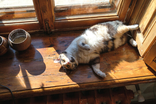 spotted cat lies on the windowsill