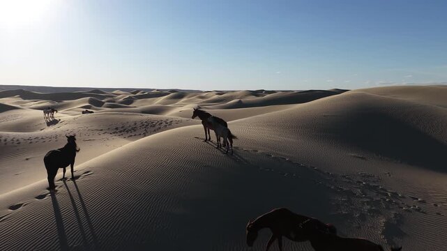 Wild horses standing peacefully on vast sand dunes, Mangystau, Kazakhstan