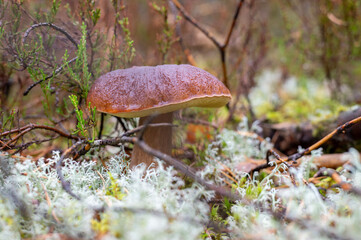 Brown Forest Mushroom porcini Growing Among Moss and Lichen on Wet Autumn Woodland Floor