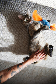 Tabby cat enjoying belly rub while holding colorful feather toy