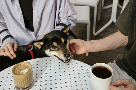 Shiba Inu dog Enjoys Attention at Caf&eacute; Table
