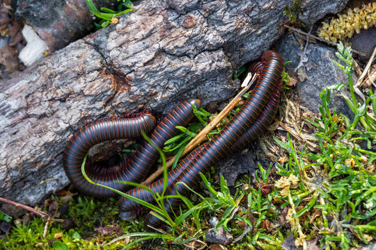 three millipedes on the ground showing coils 