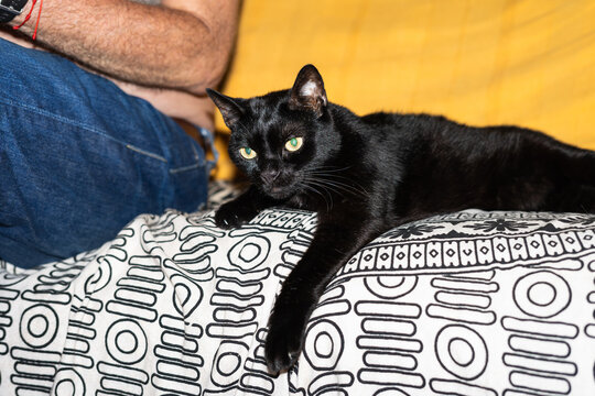 Black cat lying on a printed sofa next to a person