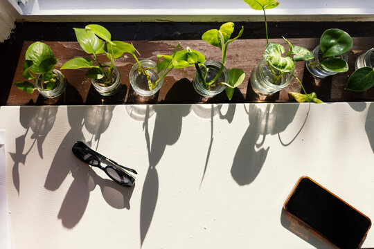 Sunglasses and Phone by Propagating Plants on Windowsill