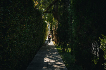 Fototapeta premium Person pushing a stroller down a sun-dappled path lined with lush green hedges and tall trees