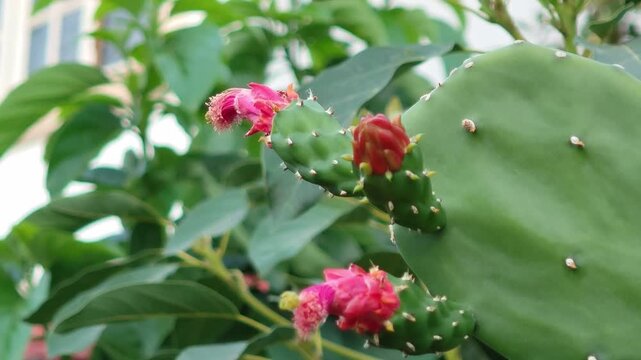 Vivid pink cactus flowers blooming on green cactus 