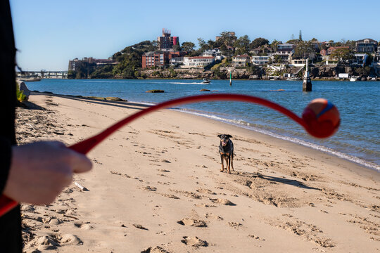 woman playing fetch with dog at beach