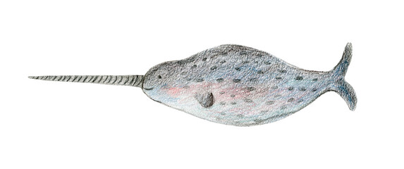 Color pencils drawing gray and blue cute arctic water narwhal animal. Textured crayons hand drawn cheerful sea narwal fish for birthday greeting card design, banner, sticker, poster, t-shirt print © Tatahnka