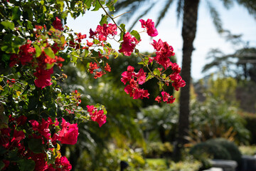 Obraz premium Vibrant pink bougainvillea flowers bloom against a backdrop of palm trees and lush greenery