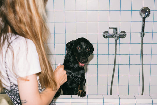 Mixed-breed dog bathing