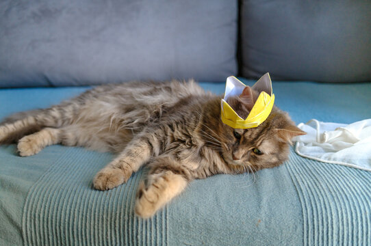 gray cat in a paper crown