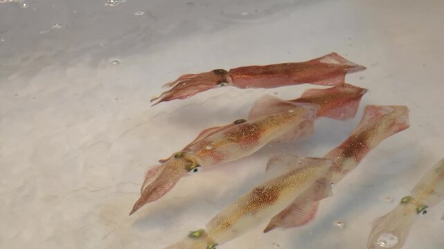 Floating squid in water swimming